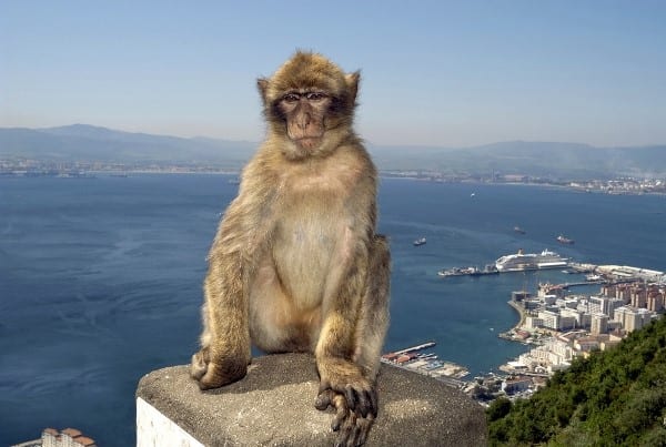 Barbary Macaques