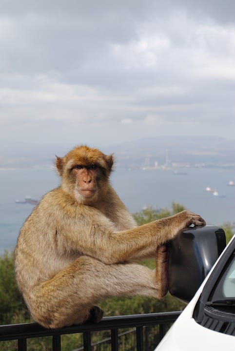 Barbary macaques